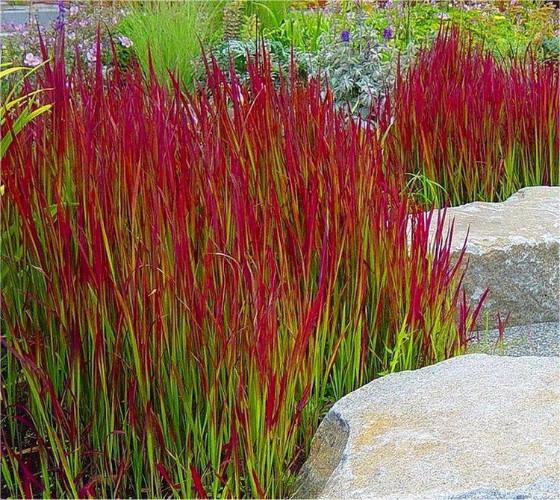 Imperata cylindrica  Red Baron (3052)